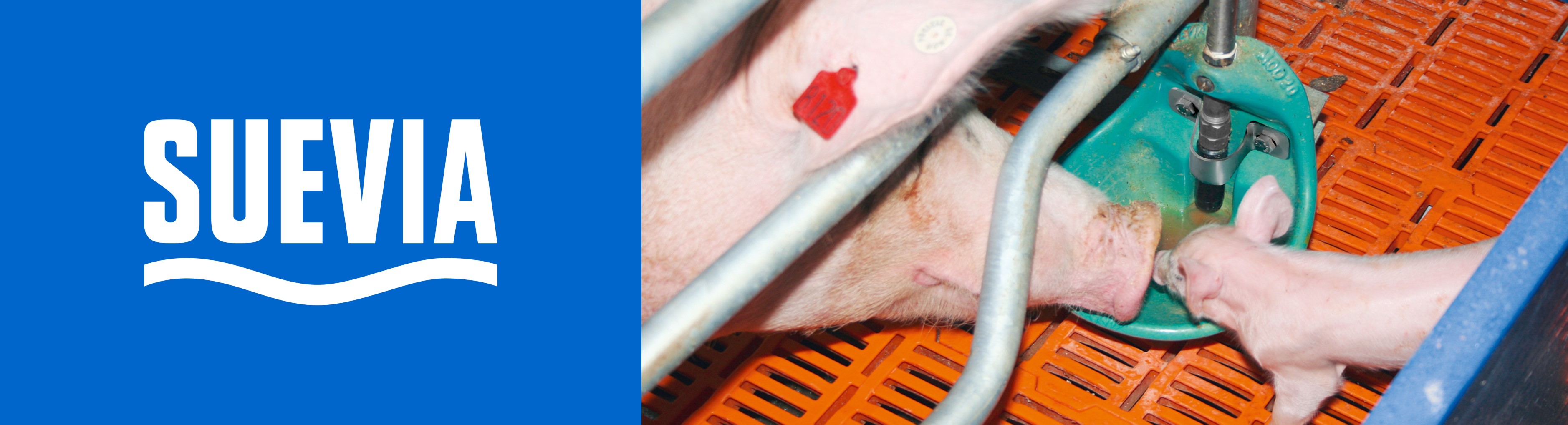 Header Suevia varkens