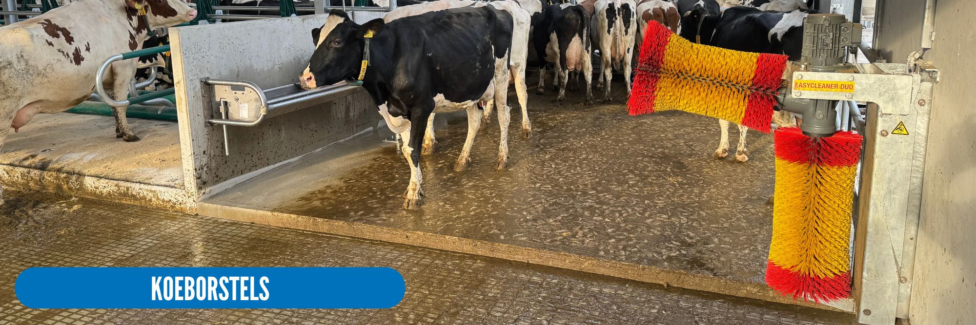Suevia koeborstel Easycleaner DUO